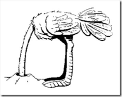 image ostrich