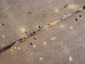 Example of more recent woodworm activity