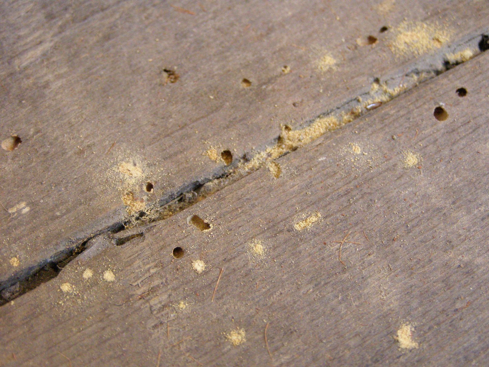 Guide On Identifying Woodworm And Making A Judgement On Activity