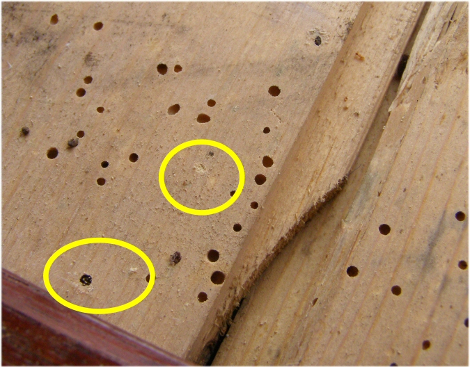 Guide On Identifying Woodworm And Making A Judgement On Activity