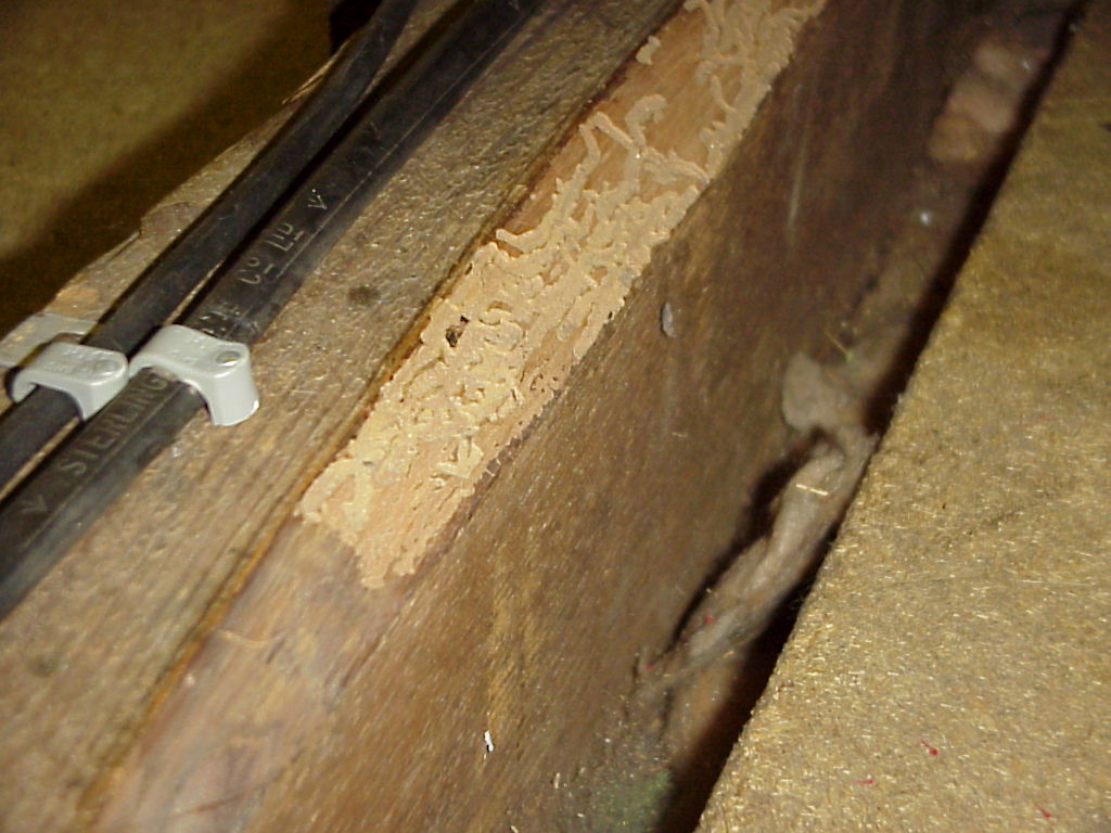 Guide On Identifying Woodworm And Making A Judgement On Activity