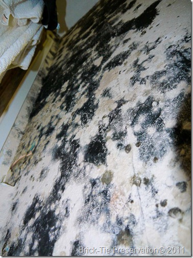 Mould colony on wallpaper