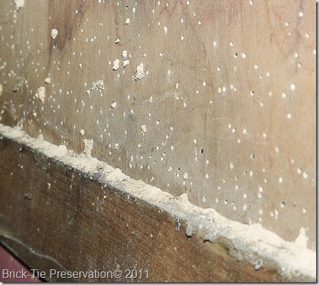 Active woodworm in back of a plywood cupboard in Leeds