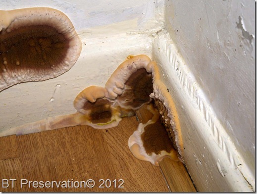Dry Rot in a damp-proofed house in Leeds