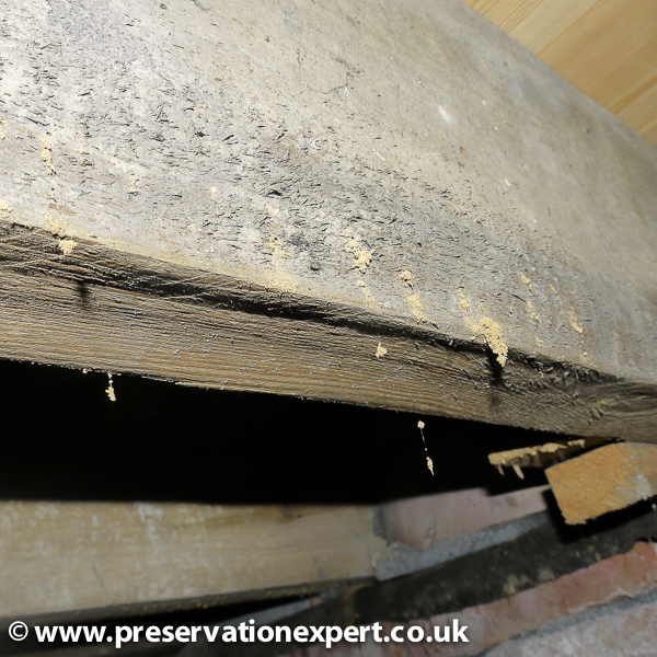 Wet rot found under a floor in Yorkshire during and damp and timber survey