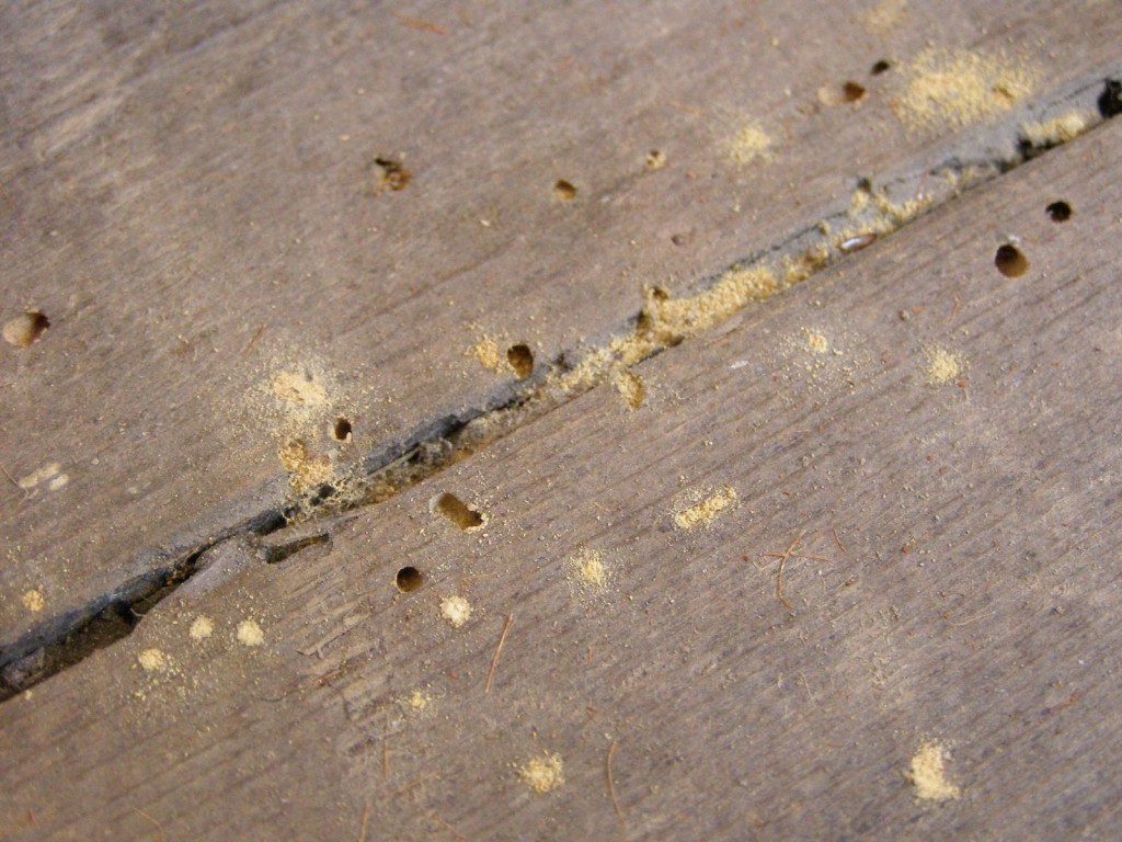 Guide on identifying woodworm and making a judgement on activity