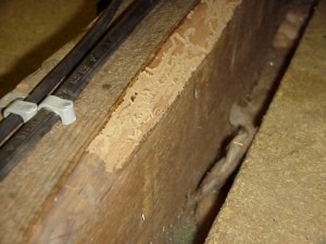 An example of damage by Bark Borer Beetle infestation in a loft in Wetherby, West Yorkshire.