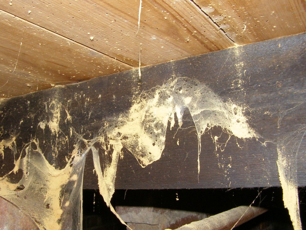 Guide on identifying woodworm and making a judgement on activity. Preservation Expert