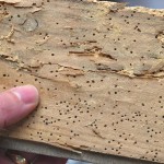 heavy infestation of Woodworm in a floorboard removed from a house in Leeds in Leeds