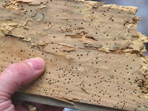 heavy infestation of Woodworm in a floorboard removed from a house in Leeds in Leeds