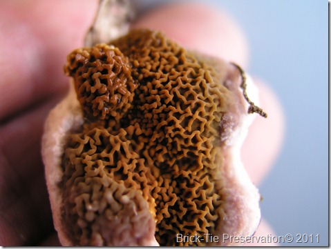 Dry Rot fruiting body close-up