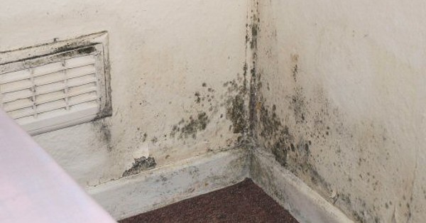 image of black mould in a Yorkshire bedroom.